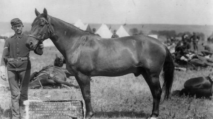 image of Comanche war horse