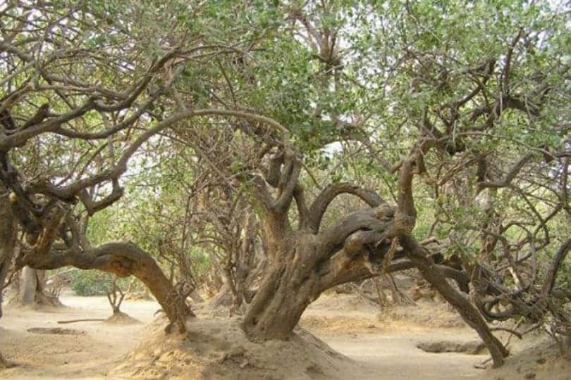 Nidhivan trees