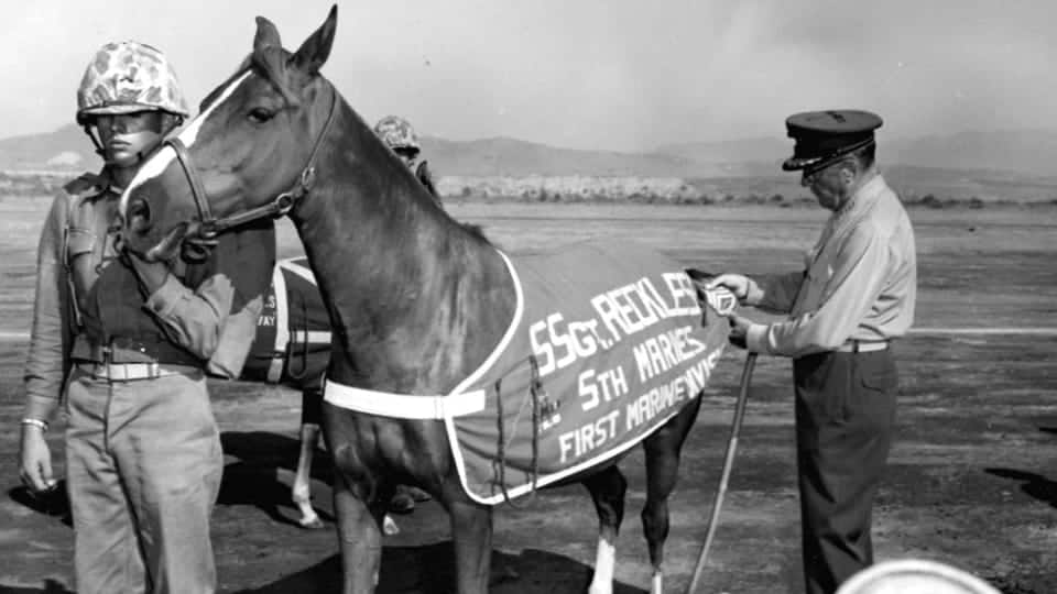 Sergeant Reckless horse photo