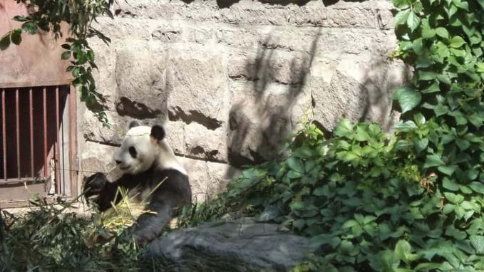 photo of panda at Beijing Zoo