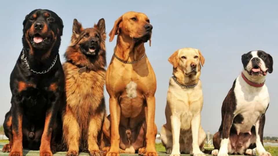 Best guard dog breeds for families with children
