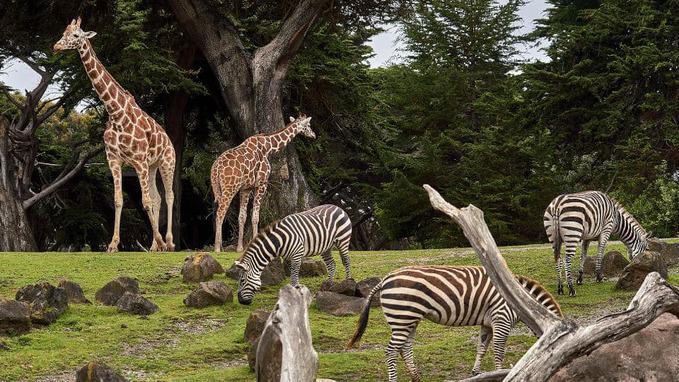 Top Largest Zoos in the World