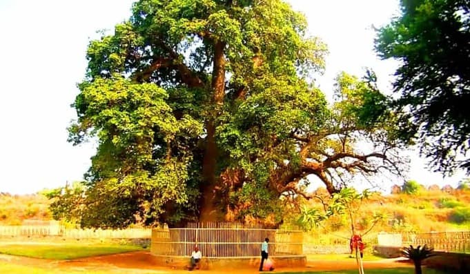 Hatiyan Jhad Baobab Tree