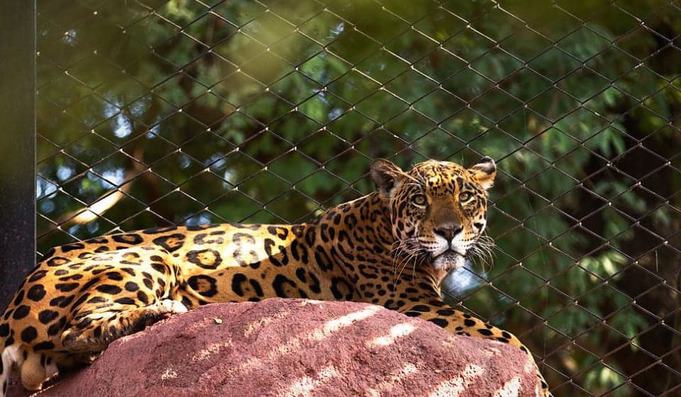 cheetah in Nehru Zoological Park